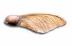 Seed