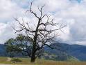 Dying Tree