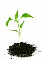 Sapling