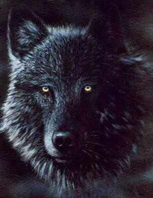 wolf