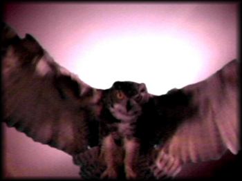 Owl