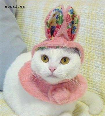 sevimli kedi.