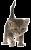 Cute Cat
