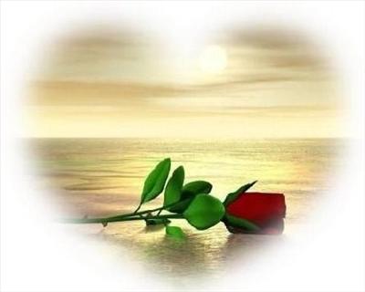 A Rose For You ... from my heart, to yours