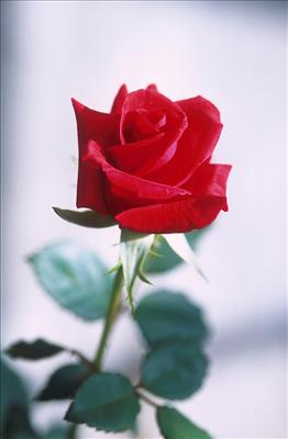 You're Beautiful As A Rose ... and I'm not afraid of the thorns