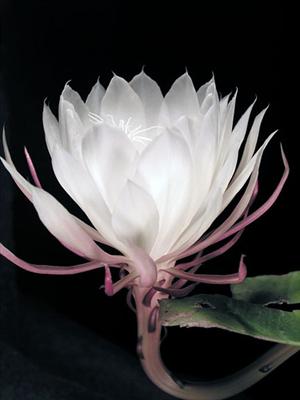 Quỳnh Hương