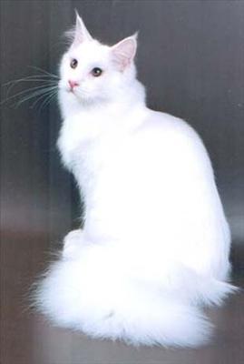 Kar ßeyaz Kedi