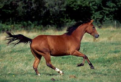 Wild Quarter Horse