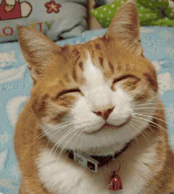Funny Cat