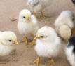 Flock of Chicks