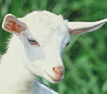 Goat