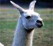 Llama
