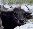 Water Buffalo