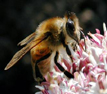Honeybees