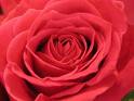 Rose2