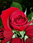 Rose1