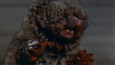 Night of the Lepus