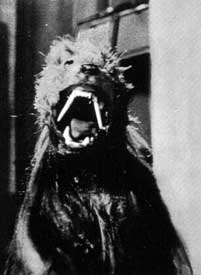 Killer Shrew