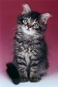 kitten
