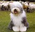 old english sheepdog