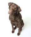 choc lab dog
