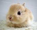 bunny 2