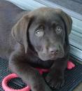choc lab pup