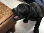 black lab dog