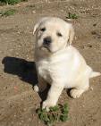 white labrador pup