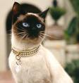 siamese cat