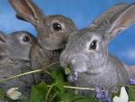 rabbit 2