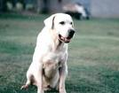 white labrador dog