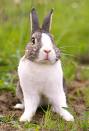 rabbit 1