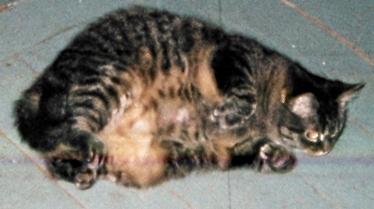 Fat Gasha Kitty