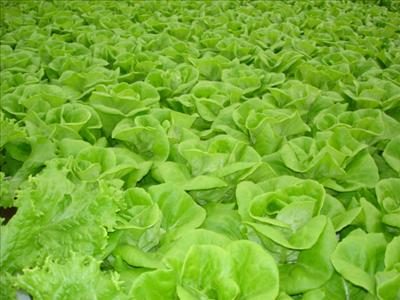 Lettuce
