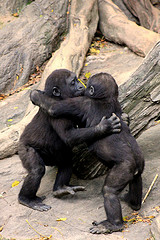 Hug CZAR