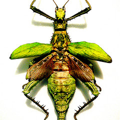 Bugs CZAR