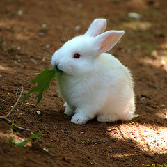 Bunny CZAR