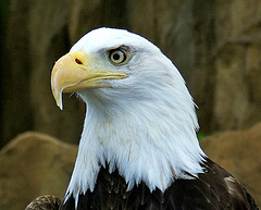 Eagle CZAR
