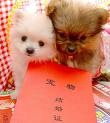 Pets