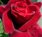 red rose