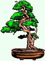bonzai