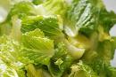 Romaine Lettuce