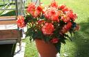 begonias