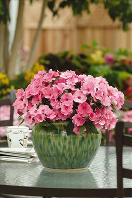 impatiens