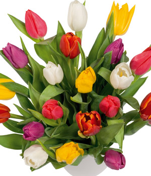tulips
