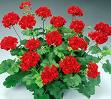 geraniums