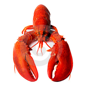 LOBSTER
