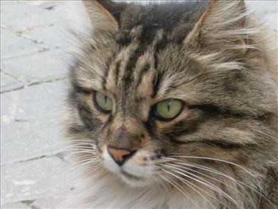 Cat 2