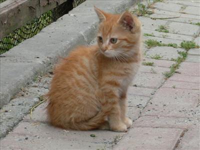 Cat 3